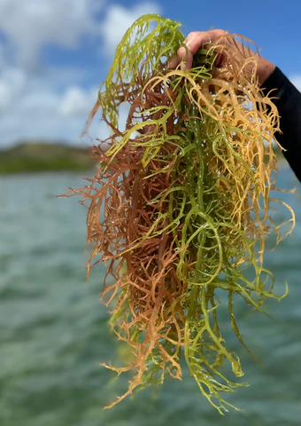 Sea_Moss_x3_c0a3ca59-b13c-4db3-bf57-ff3ea0c82839_480x480