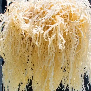 Rong Sụn Sea Moss Khô 10kg